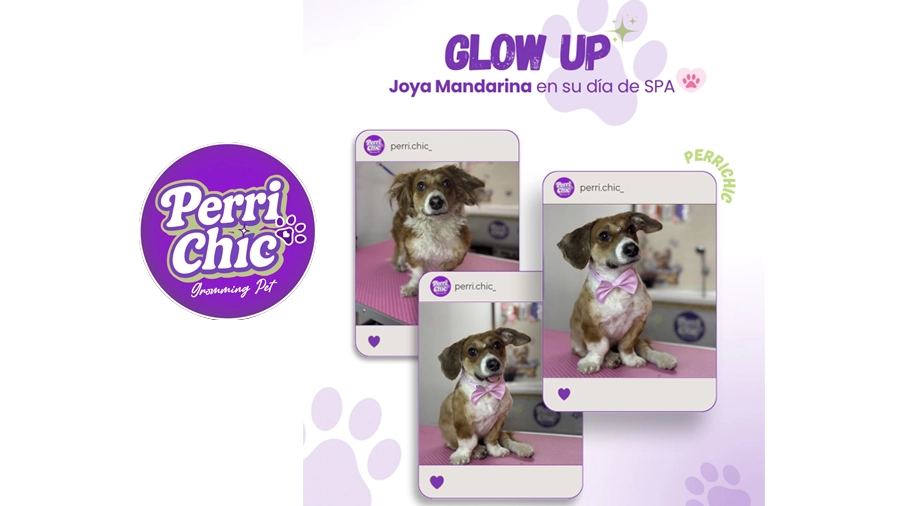 Baño y corte de perro en Puente Alto — Perrichic